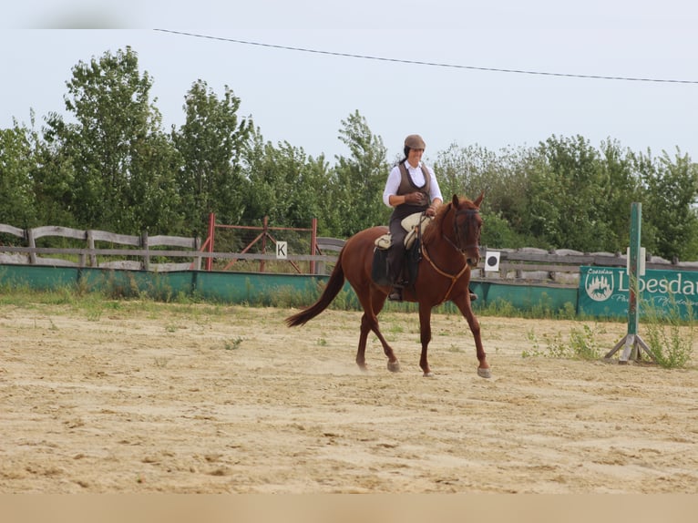 Hispano Arabian Mare 8 years 15,1 hh Chestnut-Red in Lutzmannsburg