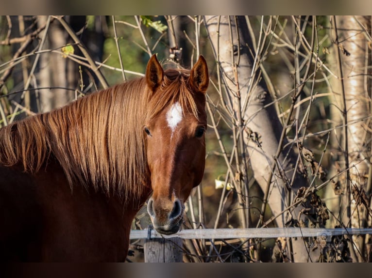 Hispano Arabian Mare 8 years 15,2 hh Chestnut-Red in Hürth