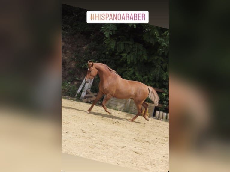 Hispano Arabian Mare 8 years 15,2 hh Chestnut-Red in Hürth