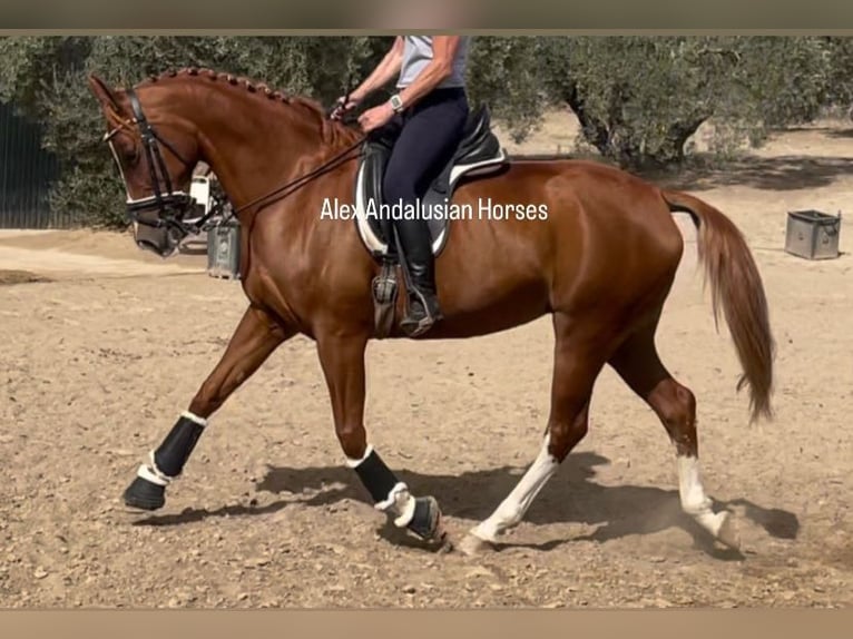 Hispano Arabian Mare 8 years 15,3 hh Chestnut-Red in Sevilla