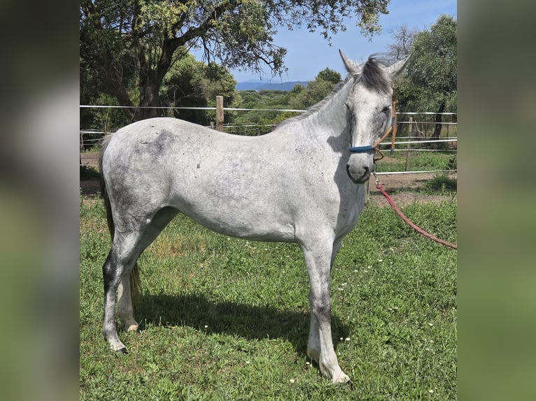 Hispano Arabian Mare 9 years 14.3 hh Grey in Vejer de la Frontera
