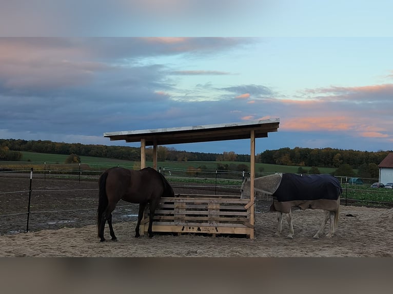 Hispano Arabian Mare 9 years 15,2 hh Brown in Kolitzheim