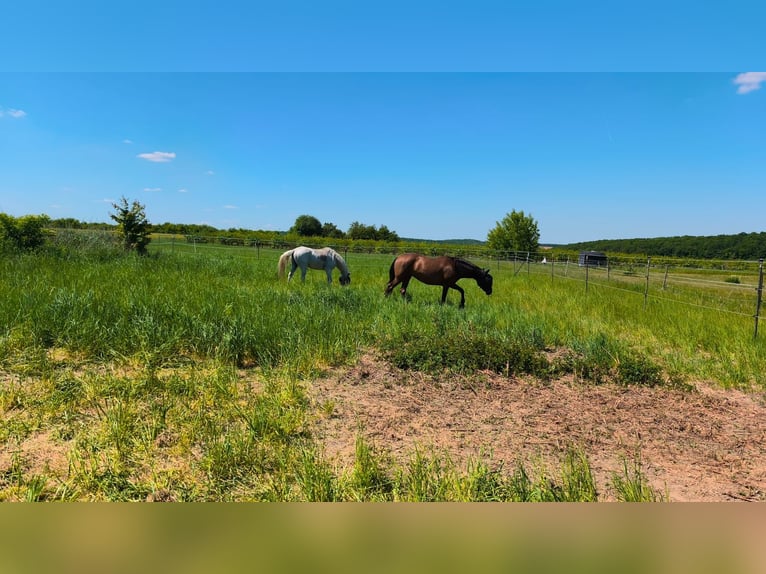 Hispano Arabian Mare 9 years 15,2 hh Brown in Kolitzheim