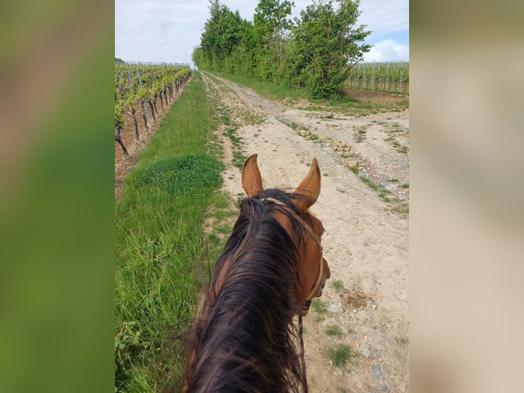 Hispano Arabian Mare 9 years 15,2 hh Brown in Kolitzheim