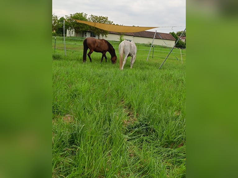 Hispano Arabian Mare 9 years 15,2 hh Brown in Kolitzheim