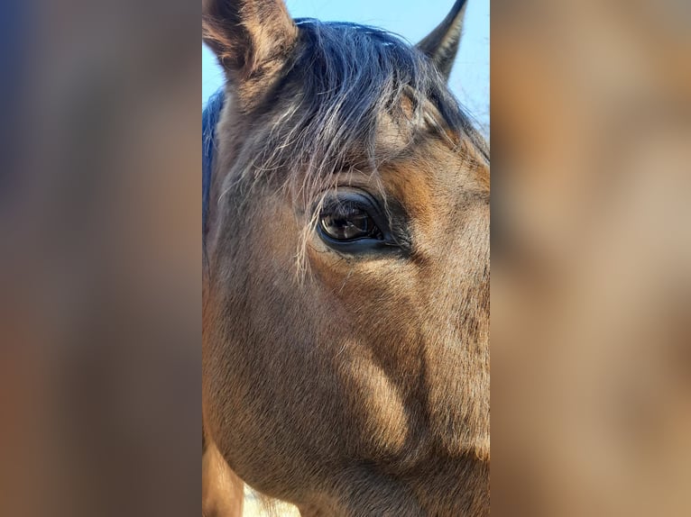 Hispano Arabian Mare 9 years 15,2 hh Brown in Kolitzheim