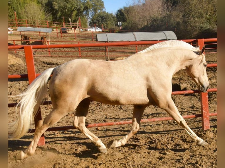 Hispano Arabian Mare 9 years 16,1 hh Palomino in Adelschlag