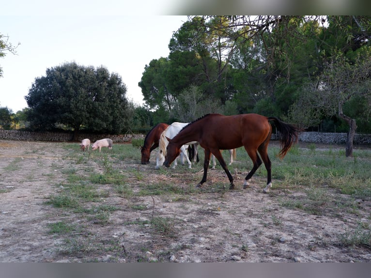 Hispano Arabian Mare 9 years 16 hh Brown in Montuiriri