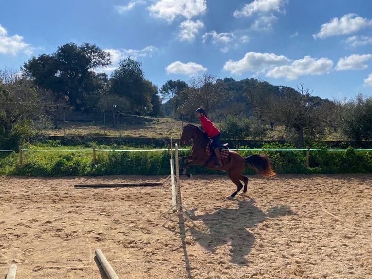 Hispano Arabian Mare 9 years 16 hh Brown in Montuiriri