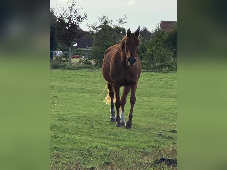 Hispano Arabian Mare Foal (07/2025) Chestnut-Red in Arnsh&#xF6;fen