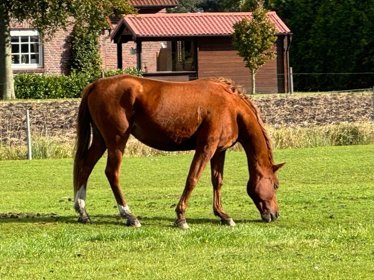 Hispano Arabian Mare Foal (07/2025) Chestnut-Red in Arnsh&#xF6;fen