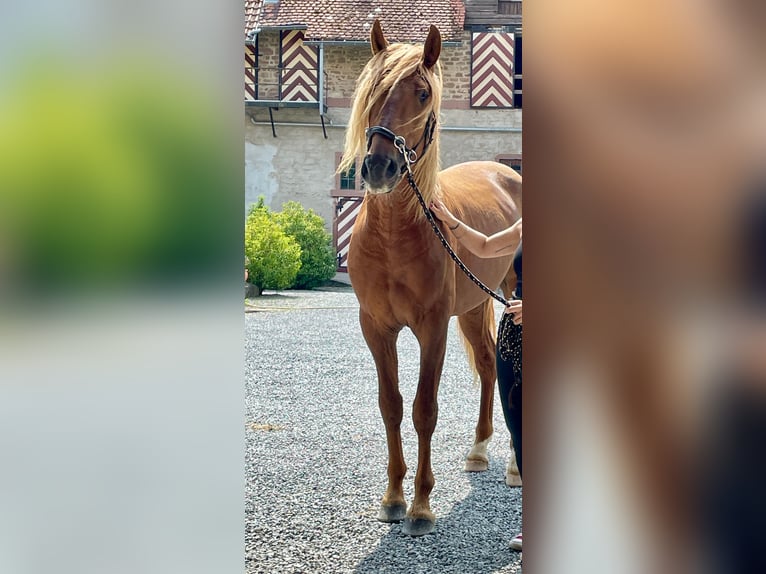 Hispano Arabian Mare Foal (07/2025) Chestnut-Red in Arnsh&#xF6;fen
