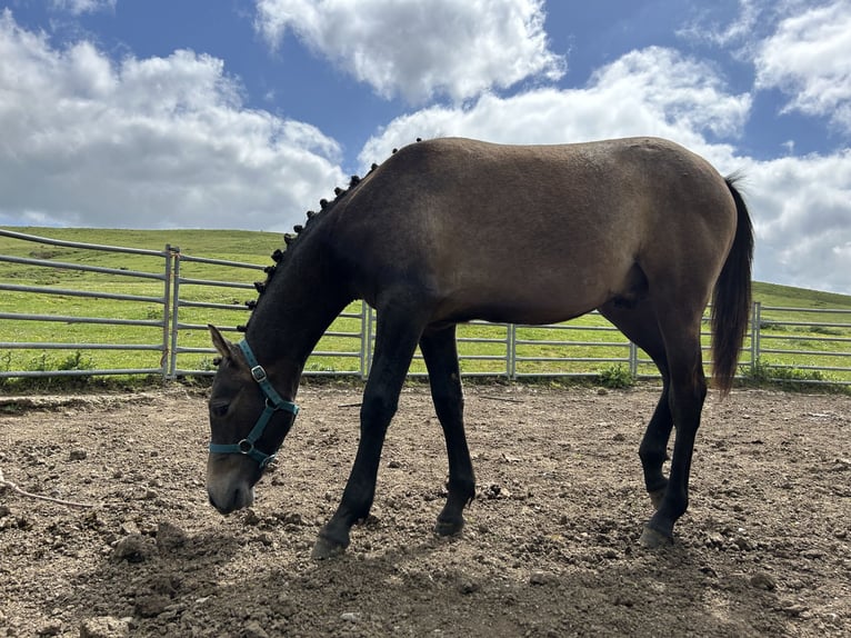 Hispano Arabian Stallion 1 year 13,2 hh Gray in Reinosa