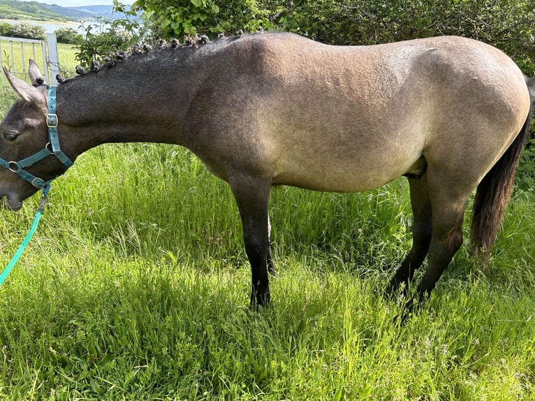 Hispano Arabian Stallion 1 year 13,2 hh Gray in Reinosa