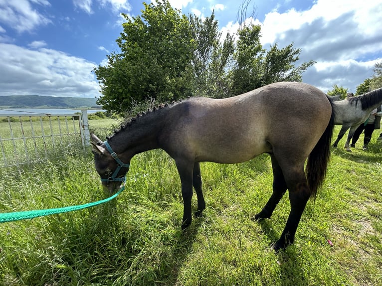 Hispano Arabian Stallion 1 year 13,2 hh Gray in Reinosa