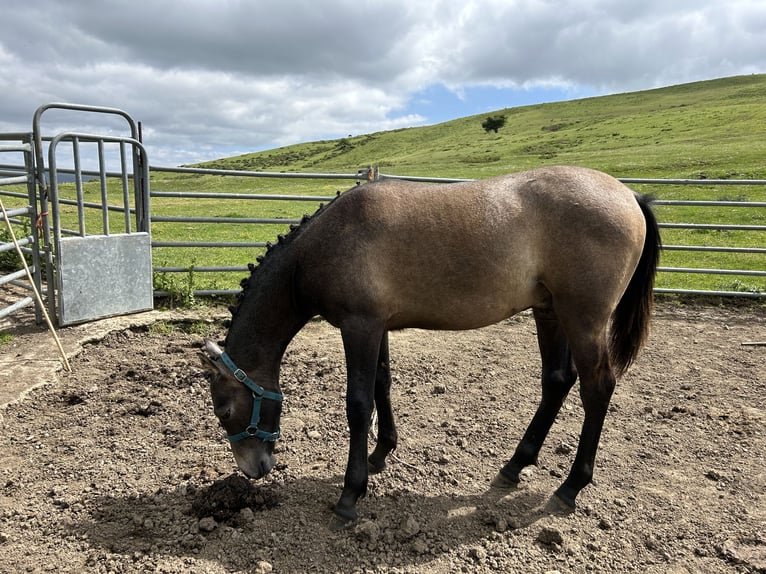 Hispano Arabian Stallion 1 year 13,2 hh Gray in Reinosa