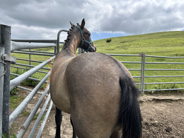 Hispano Arabian Stallion 1 year 13,2 hh Gray in Reinosa