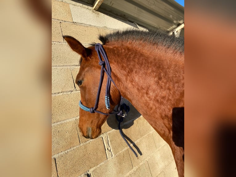 Hispano Arabian Stallion 1 year 15 hh Brown in Mejorada Del Campo