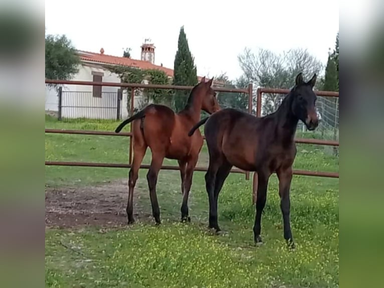 Hispano Arabian Stallion 1 year Bay-Dark in Brozas