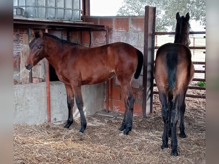 Hispano Arabian Stallion 1 year Bay-Dark in Brozas