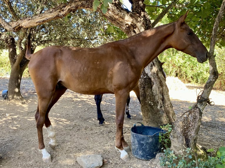 Hispano Arabian Stallion 1 year Chestnut-Red in Los Marines