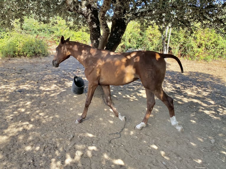 Hispano Arabian Stallion 1 year Chestnut-Red in Los Marines
