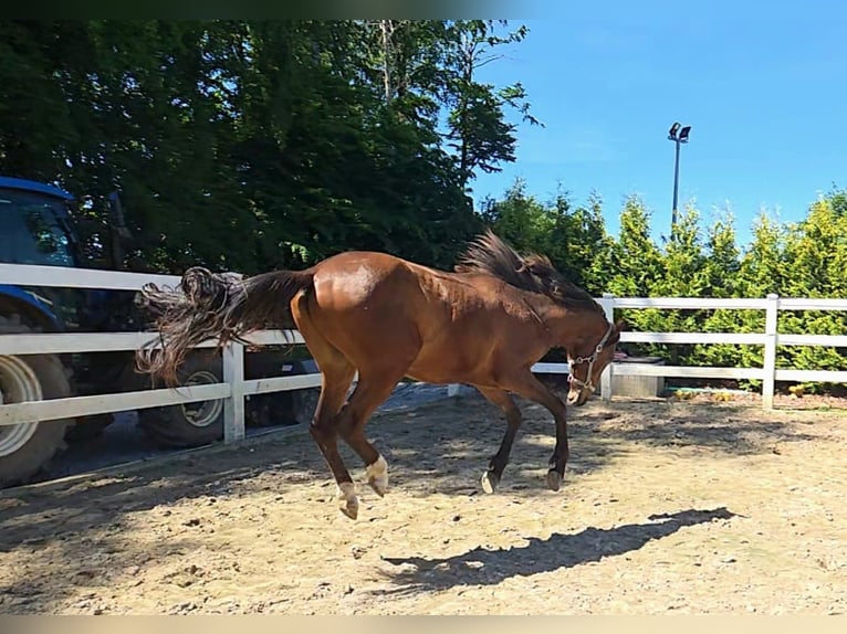 Hispano Arabian Stallion 2 years 15.2 hh Brown in Menden