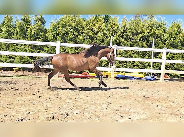Hispano Arabian Stallion 2 years 15.2 hh Brown in Menden