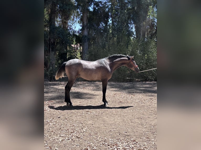 Hispano Arabian Stallion 2 years 15.2 hh Grey in Sevilla