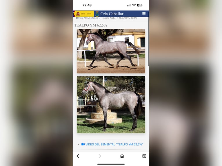 Hispano Arabian Stallion 2 years 15.2 hh Grey in Sevilla