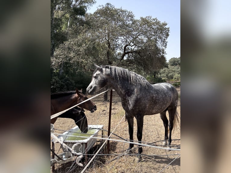 Hispano Arabian Stallion 2 years 15.2 hh Grey in Sevilla