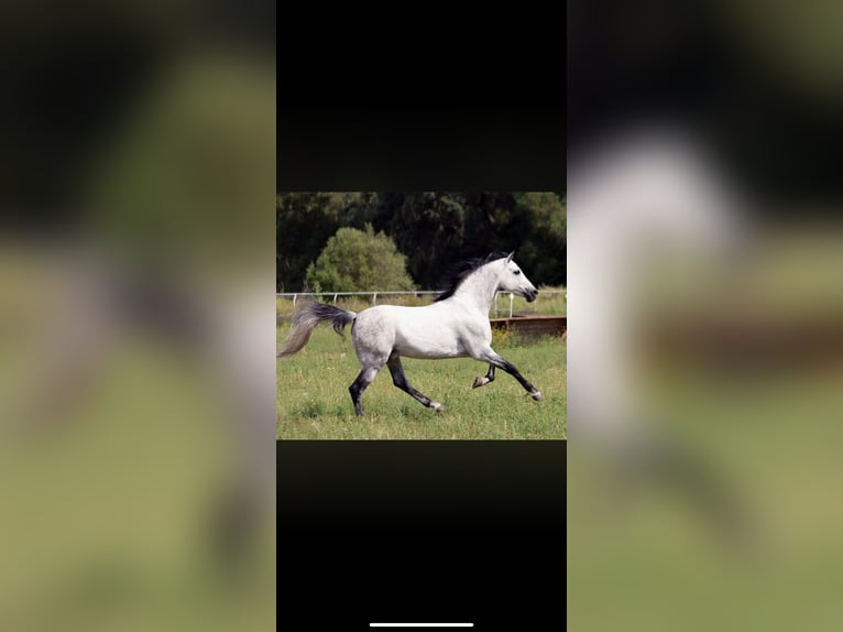 Hispano Arabian Stallion 2 years 15.2 hh Grey in Sevilla