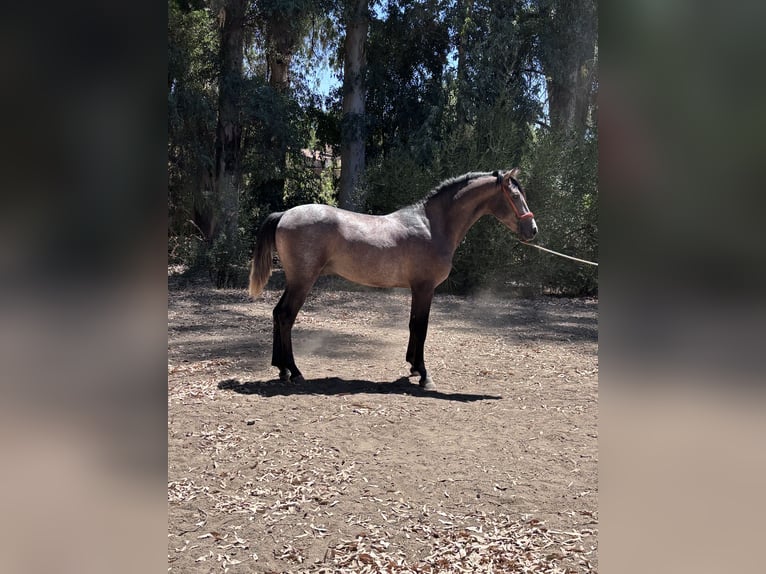 Hispano Arabian Stallion 2 years 15.2 hh Grey in Sevilla