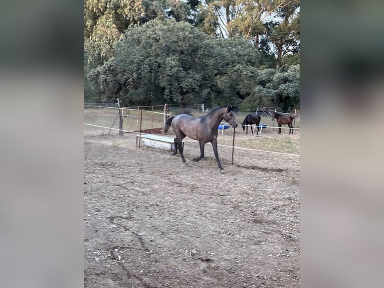 Hispano Arabian Stallion 2 years 15.2 hh Grey in Sevilla
