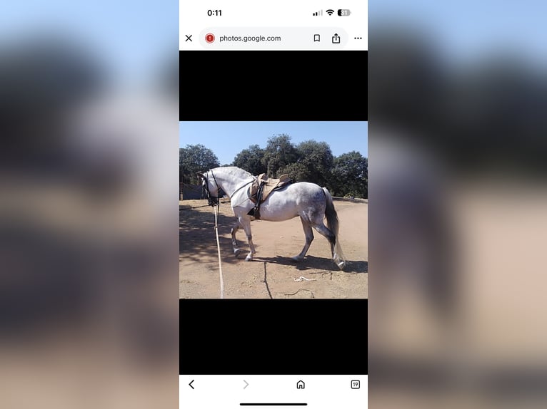 Hispano Arabian Stallion 2 years 15.2 hh Grey in Sevilla