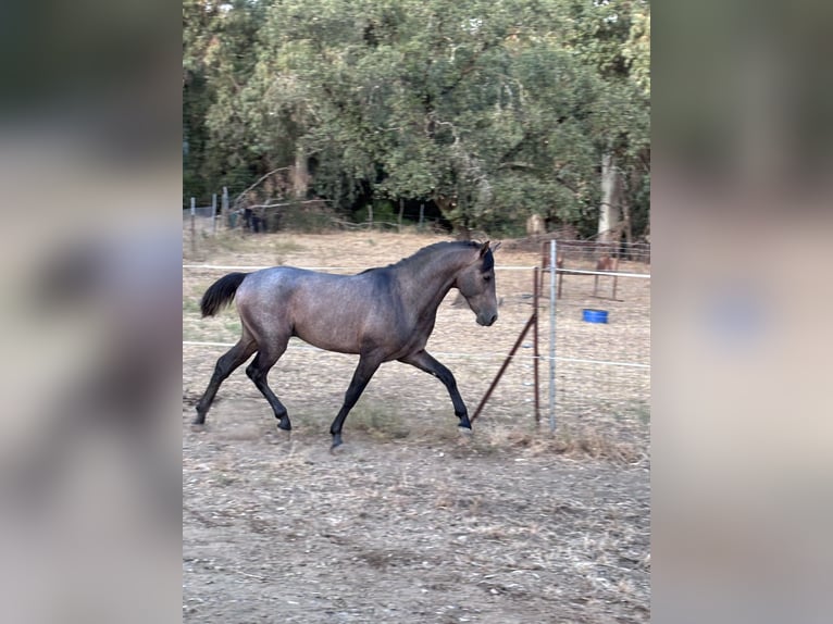 Hispano Arabian Stallion 2 years 15.2 hh Grey in Sevilla