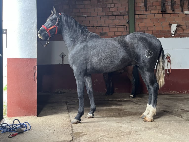 Hispano Arabian Stallion 2 years 15.2 hh Grey in Albala