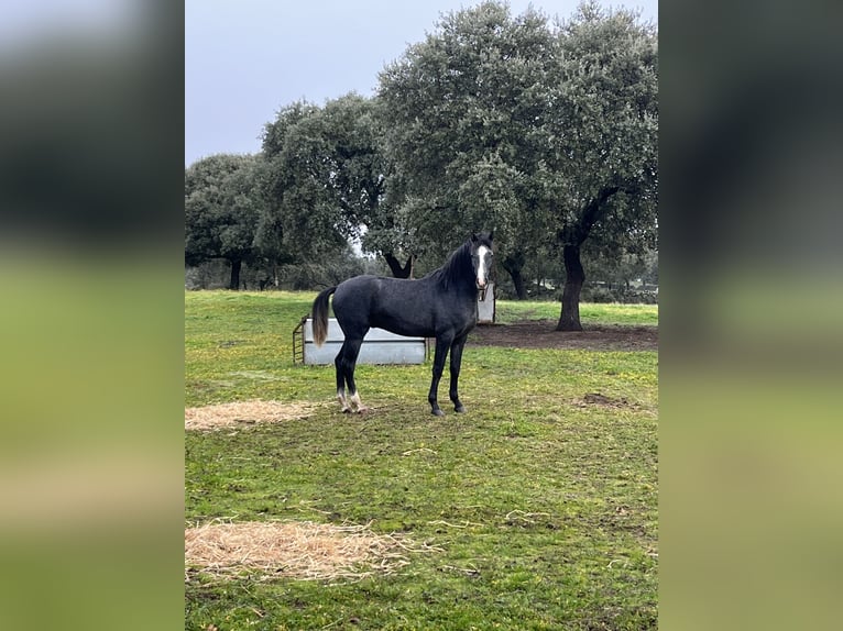 Hispano Arabian Stallion 2 years 15.2 hh Grey in Albala