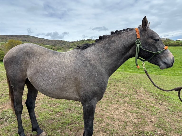 Hispano Arabian Stallion 2 years Gray in Reinosa