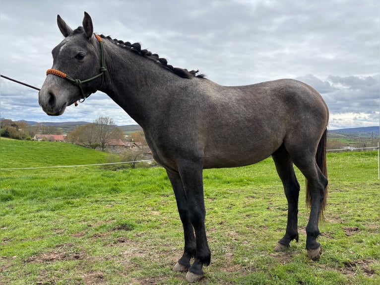 Hispano Arabian Stallion 2 years Gray in Reinosa