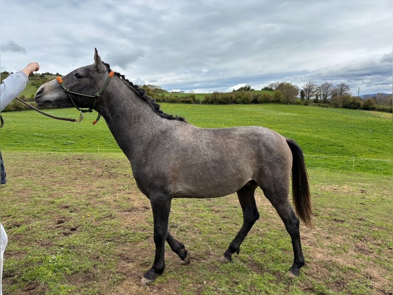Hispano Arabian Stallion 2 years Gray in Reinosa
