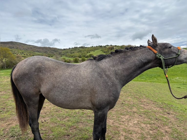 Hispano Arabian Stallion 2 years Gray in Reinosa