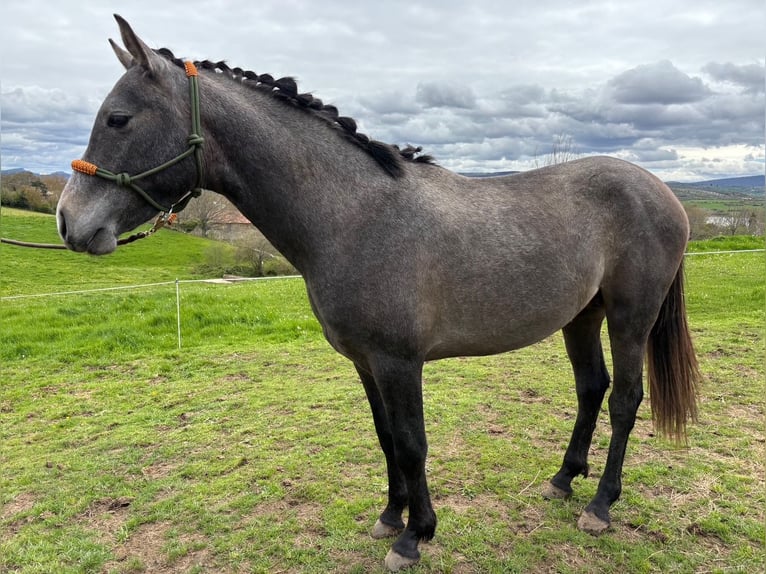 Hispano Arabian Stallion 2 years Gray in Reinosa