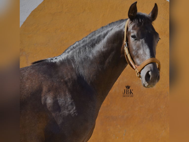 Hispano Arabian Mix Stallion 3 years 15,1 hh Gray in Tabernas Almeria