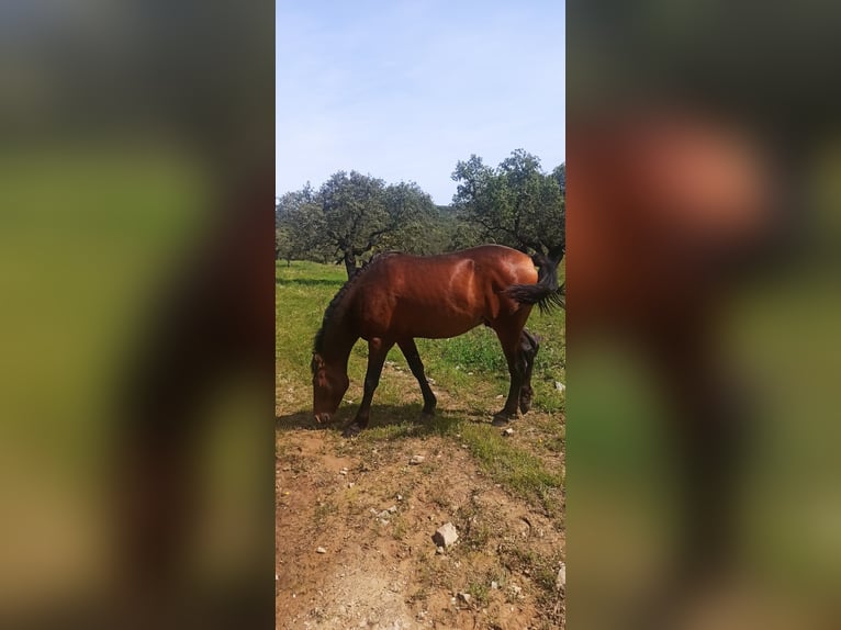 Hispano Arabian Stallion 3 years 15,2 hh Bay-Dark in Encinasola