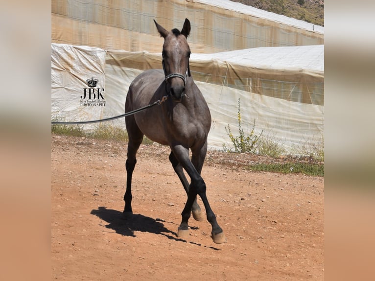 Hispano Arabian Stallion 3 years 15,2 hh Gray in Tabernas Almeria