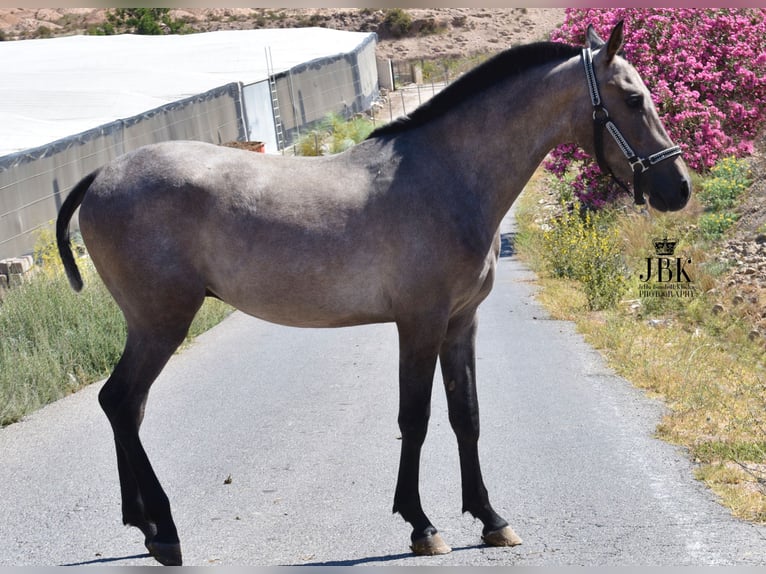 Hispano Arabian Stallion 3 years 15,2 hh Gray in Tabernas Almeria