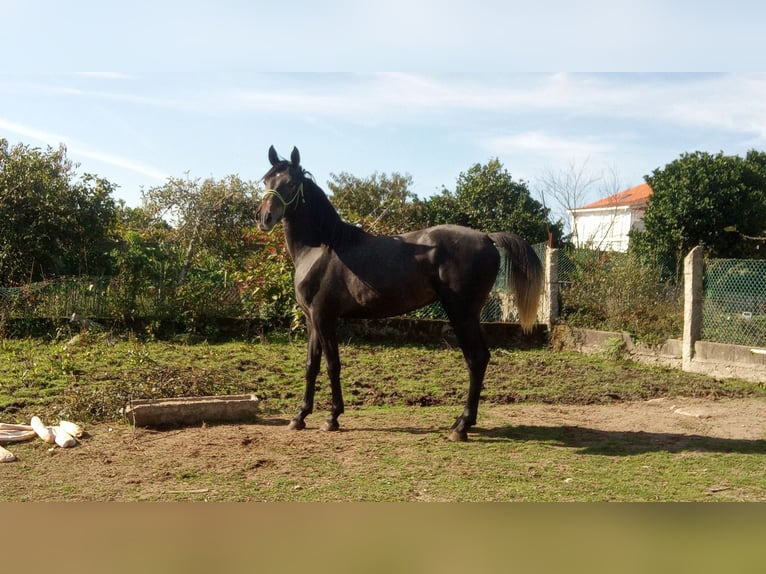 Hispano Arabian Mix Stallion 3 years 16 hh Grey in Gorgullon, O (Carracedo)