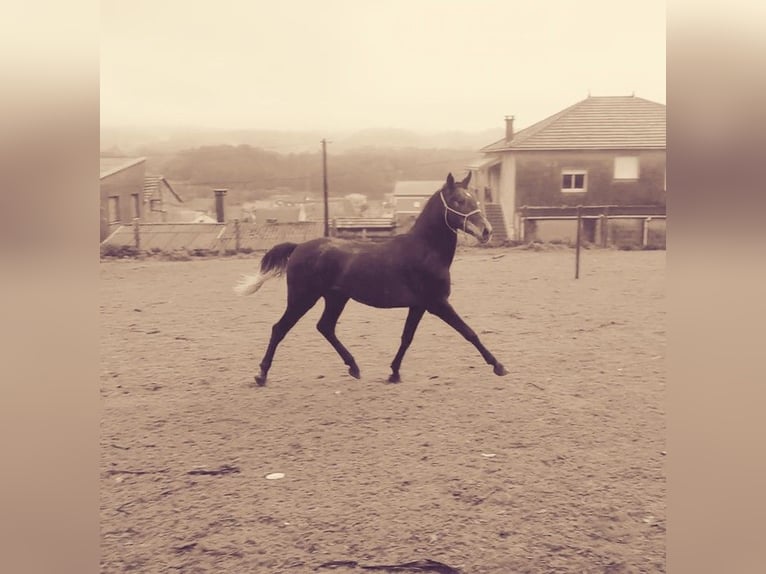 Hispano Arabian Mix Stallion 3 years 16 hh Grey in Gorgullon, O (Carracedo)