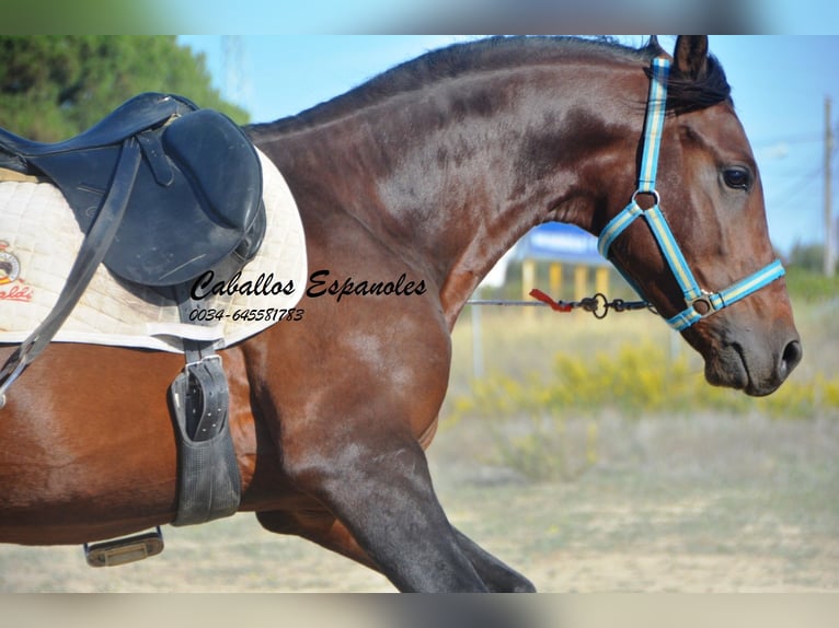 Hispano Arabian Stallion 4 years 15,1 hh Brown in Vejer de la Frontera